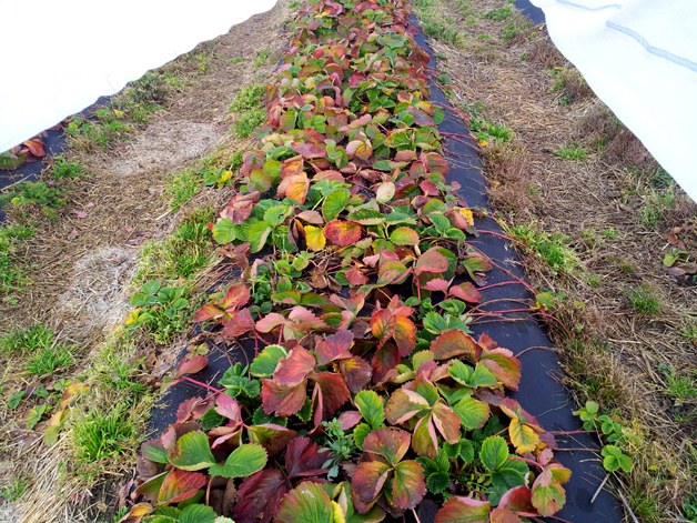 Сайты продаж наркотиков